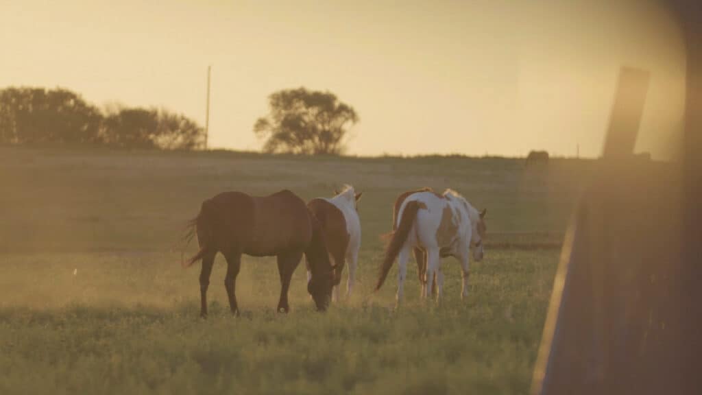 2020-09-14_Texas Boys Ranch - Lubbock Equine Therapy - Screenshot 01